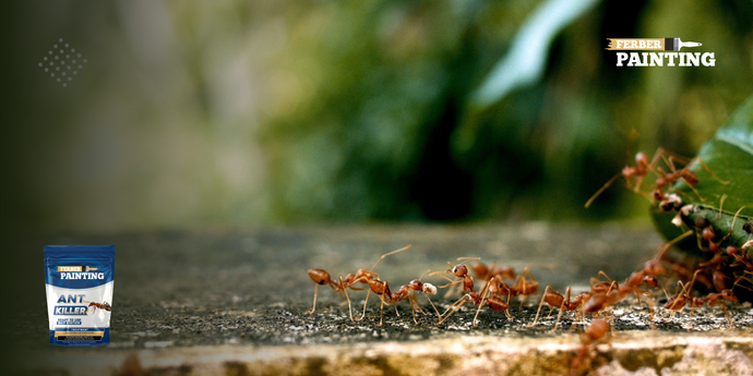 ¿Cómo evitar que entren hormigas en tu casa?
