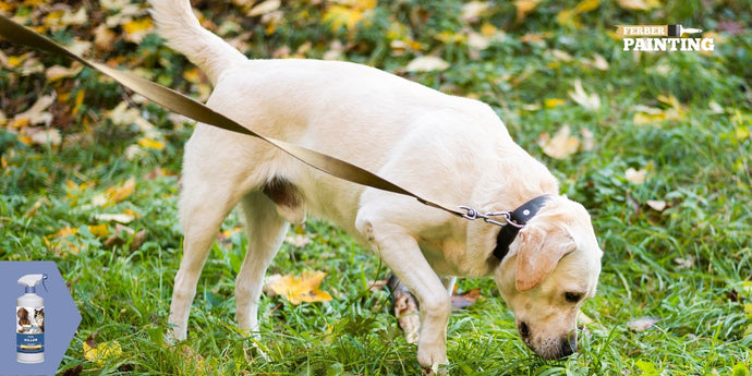 ¿Cuál es el mejor tratamiento contra pulgas para perros?